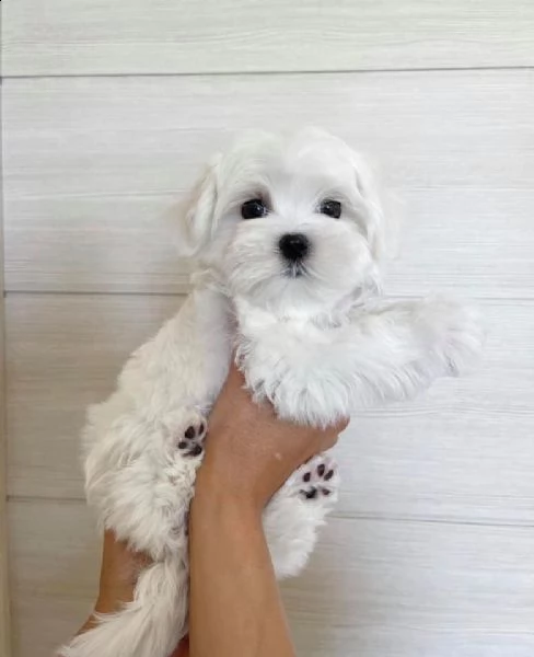 cuccioli di maltese puro maschietto/femminuccia