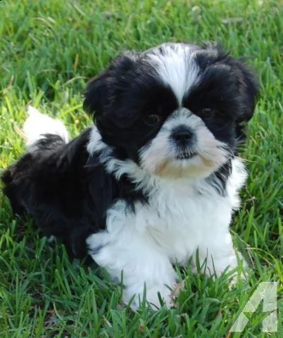 regalo bellissimi cuccioli allevati shih-tzu, colore bianco e nero. due e una feminuccia maschietti.