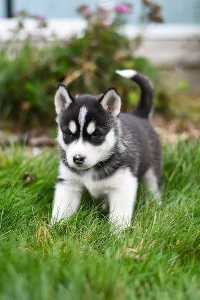 gracie - ottimi cuccioli di husky siberiano maschio e femmina