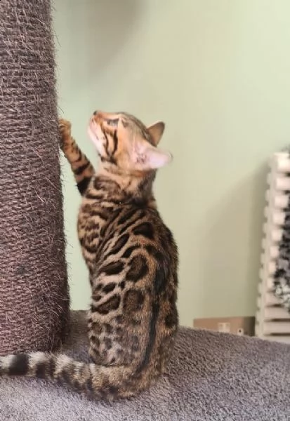 disponibile bengala brown spotted tabby!!!