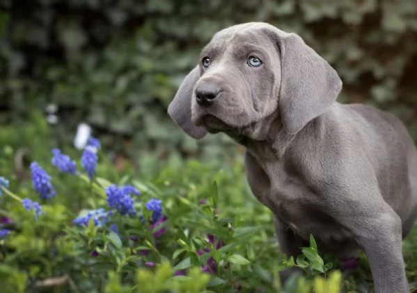 cuccioli weimaraner di alta genealogia