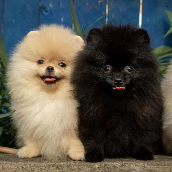 CUCCIOLI DI VOLPINO POMERANIA SPITZ TOY | Foto 3