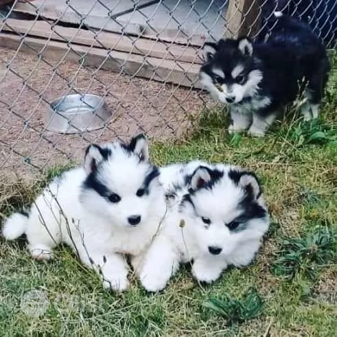 regalo cuccioli di siberian husky 