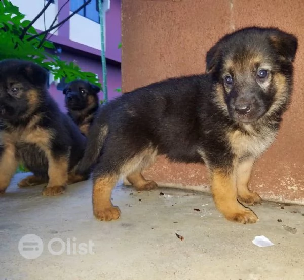 regalo pastor tadesco cuccioli disponible per l'adozione..