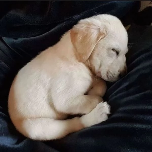 regalo cucciolata di labrador retriever