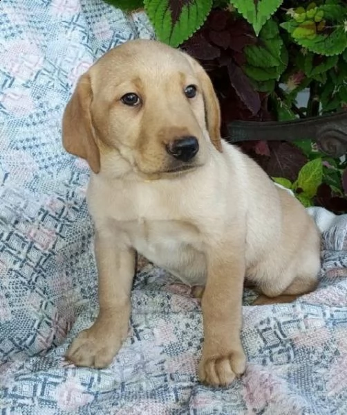 cuccioli chaming labrador retriever maschi e femmine di champion