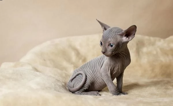 gattini sphynx registrati