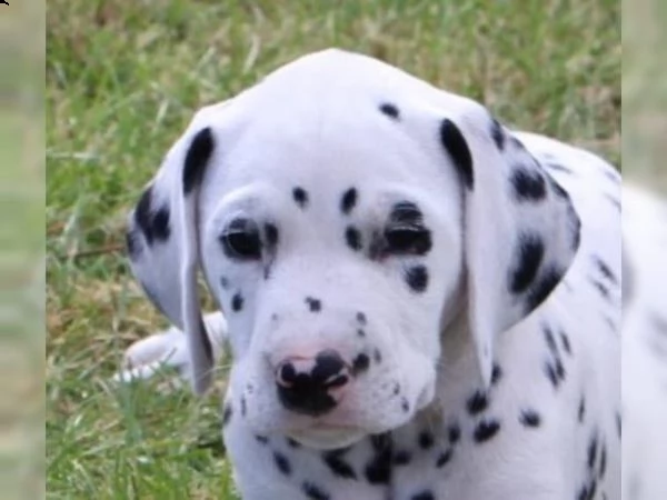 cuccioli di razza dalmata maschi e femmine | Foto 5