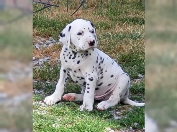 cuccioli di razza dalmata maschi e femmine | Foto 4