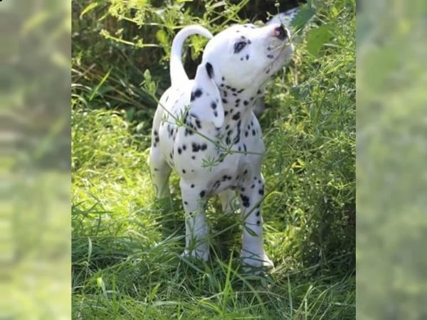 cuccioli di razza dalmata maschi e femmine | Foto 2