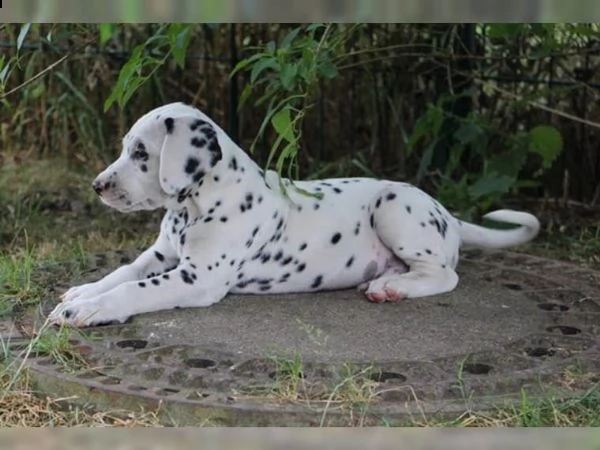 cuccioli di razza dalmata maschi e femmine | Foto 1