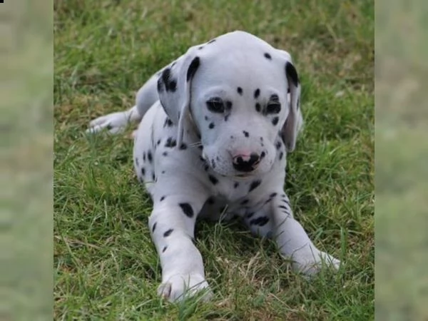 cuccioli di razza dalmata maschi e femmine | Foto 0