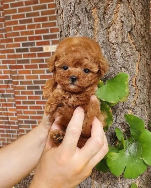  cuccioli di barboncino  femminucce e maschietti disponibili .