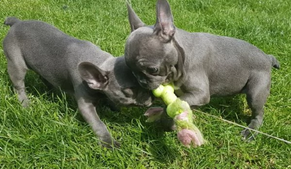 bellissimi cuccioli di razza bulldog francese