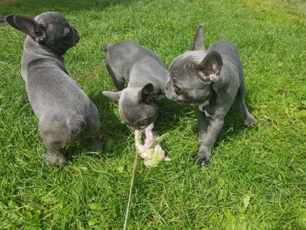 bellissimi cuccioli di razza bulldog francese | Foto 2