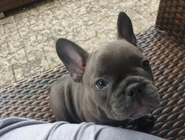 bellissimi cuccioli di razza bulldog francese | Foto 0