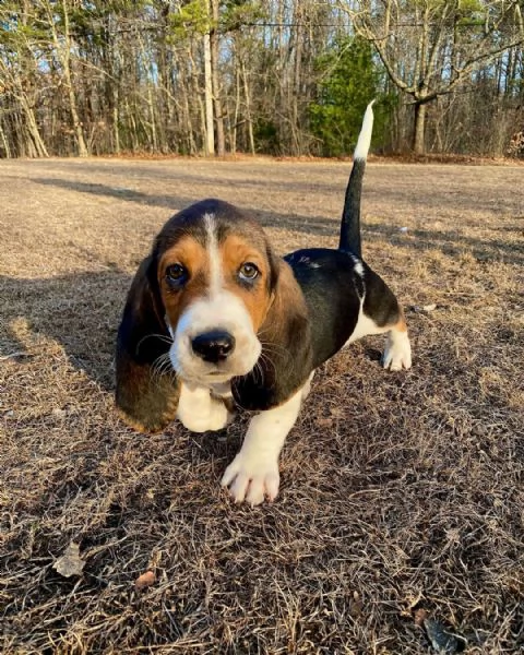 disponibili cuccioli di beagle in regalo❤️❤️❤️❤️