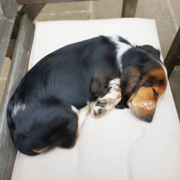 disponibili cuccioli di beagle in regalo❤️❤️❤️❤️ | Foto 0