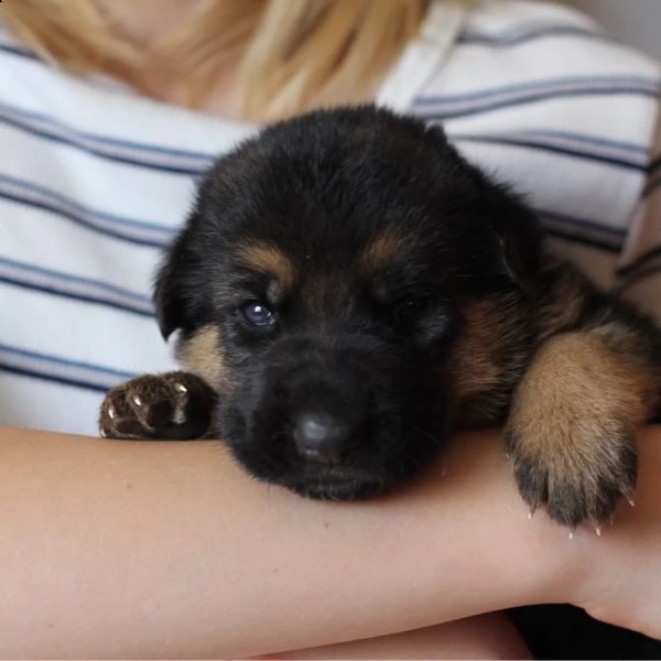 regalo cuccioli di pastore tedesco❤️❤️