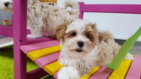 disponibili cuccioli di havanese | Foto 0