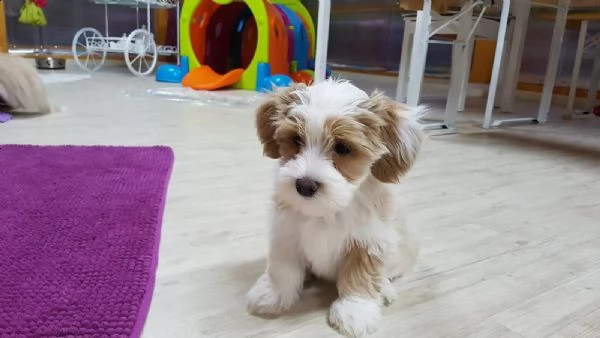 disponibili cuccioli di havanese