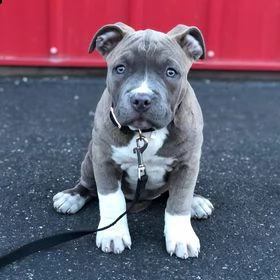 adorabili cuccioli di pitbull alla ricerca di una casa amorevole