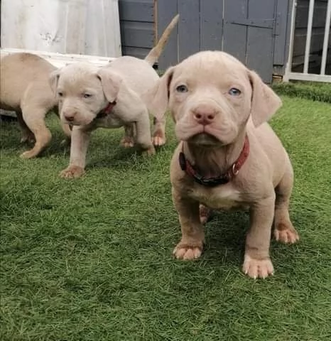  regalo cuccioli di bullo americano per l'adozione