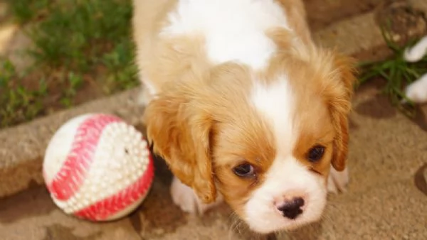 Disponibili cuccioli di Cavalier King | Foto 2