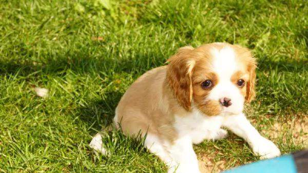 Disponibili cuccioli di Cavalier King | Foto 0