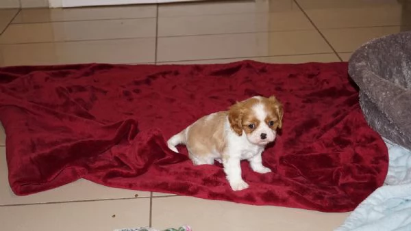 Disponibili cuccioli di Cavalier King | Foto 3