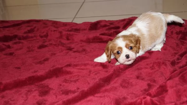 Disponibili cuccioli di Cavalier King | Foto 1