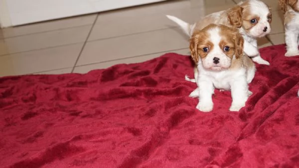 Disponibili cuccioli di Cavalier King | Foto 0