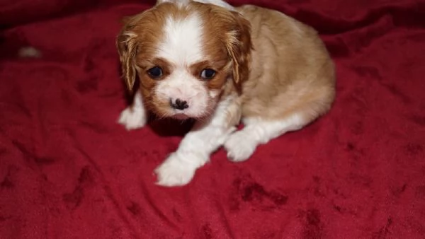 Disponibili cuccioli di Cavalier King | Foto 1