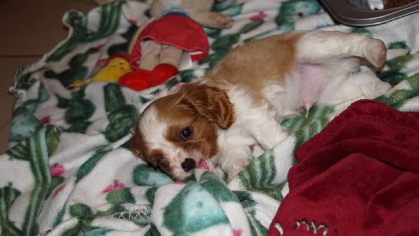 Disponibili cuccioli di Cavalier King | Foto 0