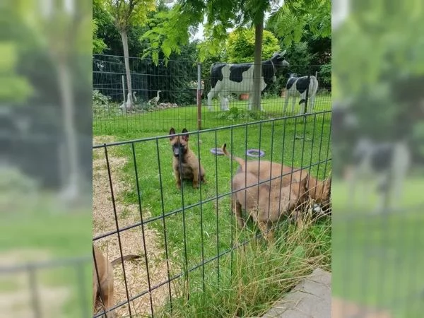 CUCCIOLI DI PASTORE BELGA MALINOIS | Foto 2