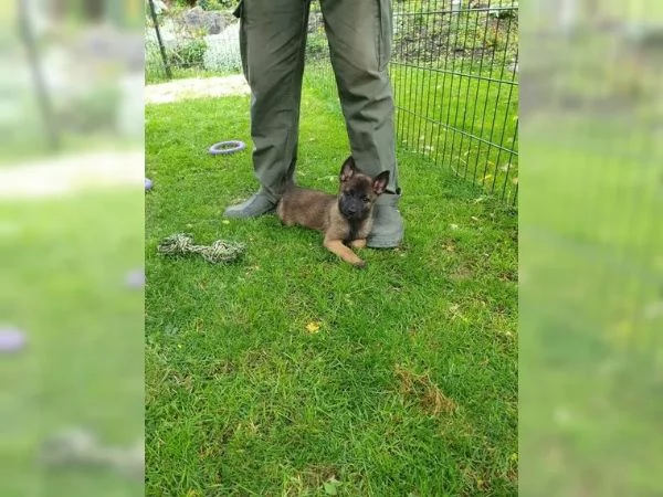 CUCCIOLI DI PASTORE BELGA MALINOIS | Foto 4