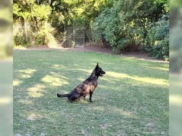 CUCCIOLI DI PASTORE BELGA MALINOIS | Foto 3