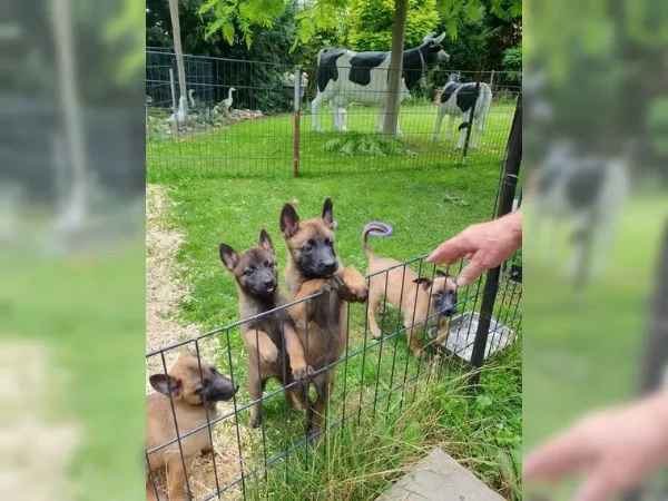 CUCCIOLI DI PASTORE BELGA MALINOIS | Foto 2