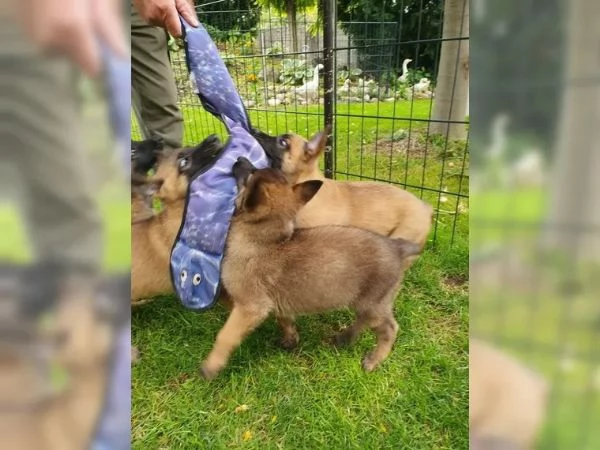 CUCCIOLI DI PASTORE BELGA MALINOIS