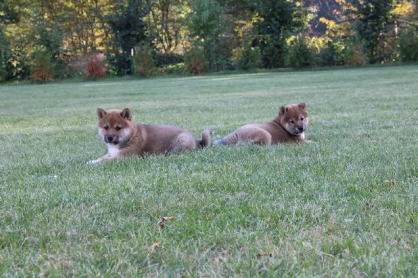 disponibili cuccioli di shiba Inu | Foto 0