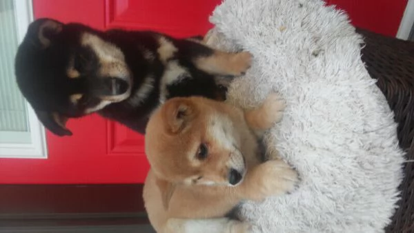 disponibili cuccioli di shiba Inu 