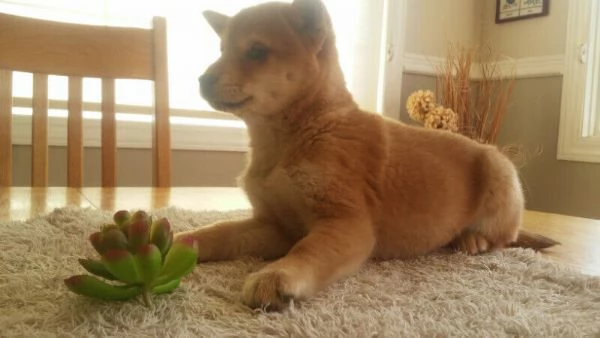 disponibili cuccioli di shiba Inu  | Foto 2