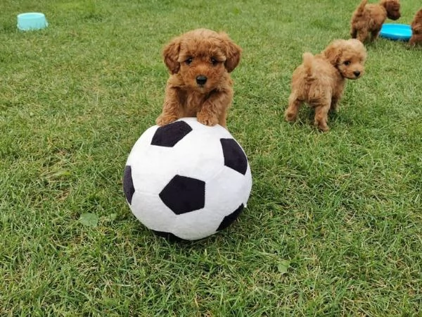 adorabili cuccioli di barboncino toy | Foto 3