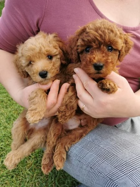  adorabili cuccioli di barboncino toy | Foto 4