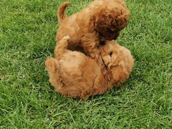  adorabili cuccioli di barboncino toy | Foto 3