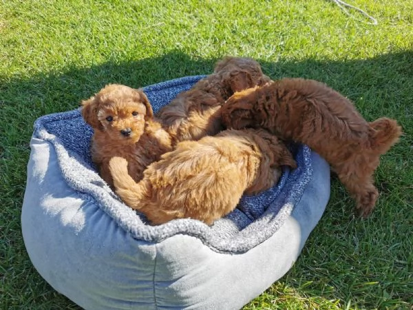 adorabili cuccioli di barboncino toy