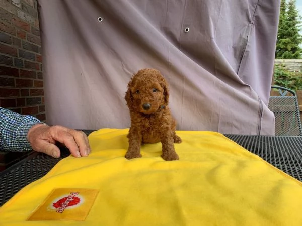 adorabili cuccioli di barboncino toy | Foto 2