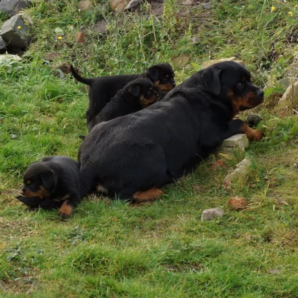 Disponibili cuccioli rottweiler | Foto 3