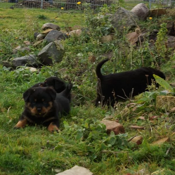 Disponibili cuccioli rottweiler | Foto 2