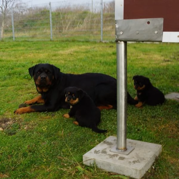 Disponibili cuccioli rottweiler